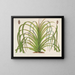 Pandanus mauritianus - Charles Antoine Lemaire — ingelijst kunstwerk aan de muur