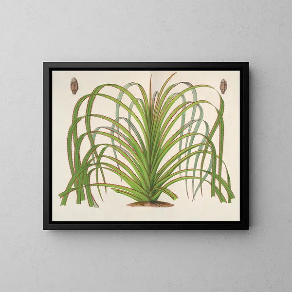 Pandanus mauritianus - Charles Antoine Lemaire — ingelijst kunstwerk aan de muur
