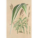 Panicum plicatum fol. niveovittatis - Charles Antoine Lemaire — weergave van het kunstwerk