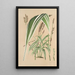 Panicum plicatum fol. niveovittatis - Charles Antoine Lemaire — ingelijst kunstwerk aan de muur
