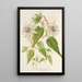 Reproductie van het schilderij Passiflora baraquiniana - Charles Antoine Lemaire