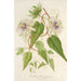 Reproductie van het schilderij Passiflora baraquiniana - Charles Antoine Lemaire