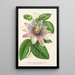 Reproductie van het schilderij Passiflora impératrice Eugénie hybride - Charles Antoine Lemaire
