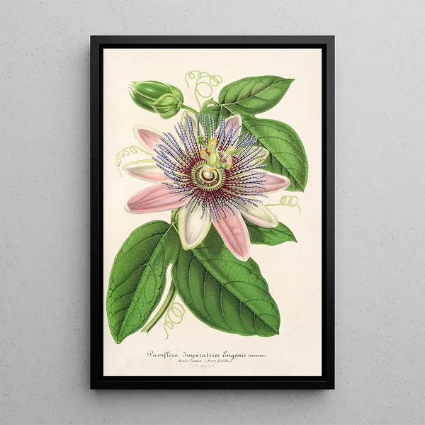 Charles Antoine Lemaire - Passiflora Imperatrice Eugenie hybride.webp