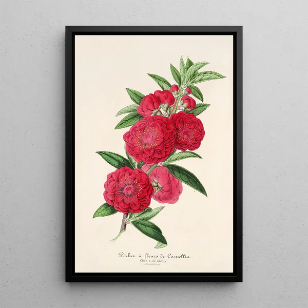 Charles Antoine Lemaire - Pecher a fleurs de Camellia.webp