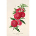 Reproductie van het schilderij van de Pêcher à fleurs de camélia - Charles Antoine Lemaire