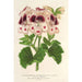 Reproductie van het schilderij Pélargonium des fleuristes fi remontantes Souvenir de Wilhelma - Charles Antoine Lemaire