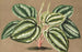 Peperomia Verschaffeltii - Charles Antoine Lemaire — weergave van het kunstwerk