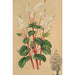 Peperomia resediflora - Charles Antoine Lemaire — weergave van het kunstwerk