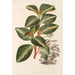 Peperomia velutina - Charles Antoine Lemaire — weergave van het kunstwerk