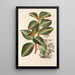 Peperomia velutina - Charles Antoine Lemaire — ingelijst kunstwerk aan de muur