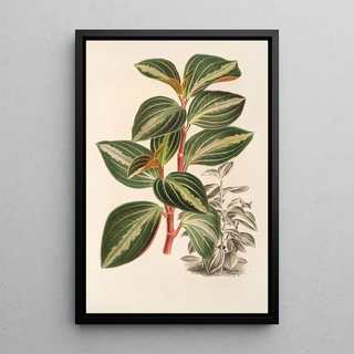 Charles Antoine Lemaire - Peperomia velutina.webp