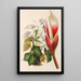 Reproductie van het schilderij Philodendron daguense - Charles Antoine Lemaire