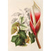 Reproductie van het schilderij Philodendron daguense - Charles Antoine Lemaire