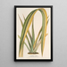 Reproductie van het schilderij Phormium tenax fol. var. - Charles Antoine Lemaire