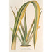 Reproductie van het schilderij Phormium tenax fol. var. - Charles Antoine Lemaire