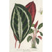 Phrynium maranta vandenheckei - Charles Antoine Lemaire — weergave van het kunstwerk