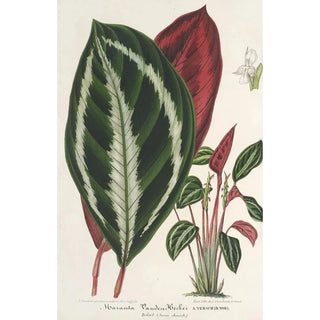 Charles Antoine Lemaire - Phrynium Maranta VandenHeckei.webp