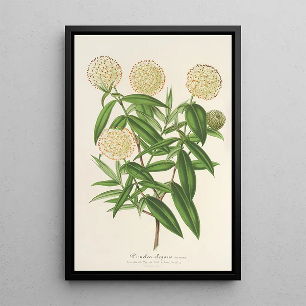 Charles Antoine Lemaire - Pimelea elegans.webp