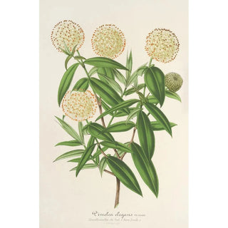Charles Antoine Lemaire - Pimelea elegans.webp