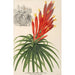 Pitcairnia aphelandriflora - Charles Antoine Lemaire — weergave van het kunstwerk