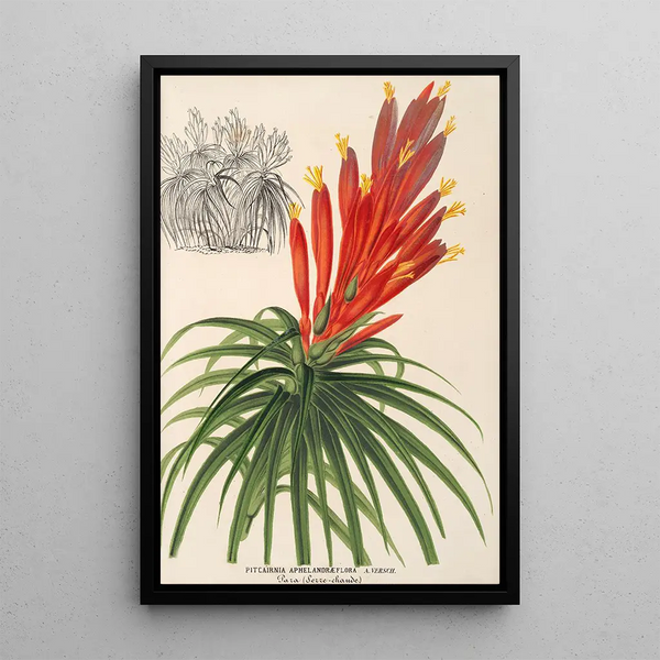 Charles Antoine Lemaire - Pitcairnia aphelandrflora.webp