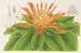 Pitcairnia tabuliformis - Charles Antoine Lemaire — weergave van het kunstwerk
