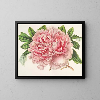 Charles Antoine Lemaire - Pivoine Alexandre II.webp