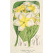 Plumeria lutea - Charles Antoine Lemaire — weergave van het kunstwerk