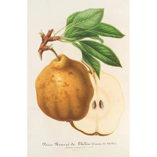Charles Antoine Lemaire - Poire Beurr de Ghlin.webp