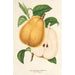 Poire beurré de Fromentel - Charles Antoine Lemaire — weergave van het kunstwerk