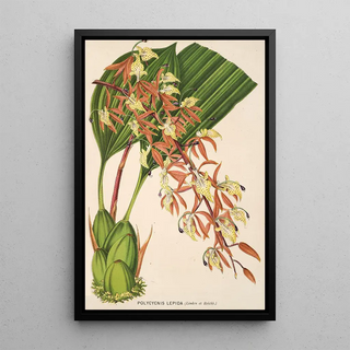 Charles Antoine Lemaire - Polycycnis lepida.webp