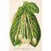 Reproductie van het schilderij Posoqueria fragrantissima - Charles Antoine Lemaire