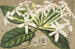 Posoqueria multiflora - Charles Antoine Lemaire — weergave van het kunstwerk