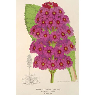 Charles Antoine Lemaire - Primula Japonica.webp