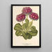 Reproductie van het schilderij Primula intermedia hybrida - Charles Antoine Lemaire