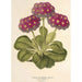 Reproductie van het schilderij Primula intermedia hybrida - Charles Antoine Lemaire