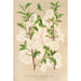 Prunus sinensis japonica - Charles Antoine Lemaire — weergave van het kunstwerk