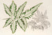Pteris argyrea - Charles Antoine Lemaire — weergave van het kunstwerk