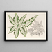 Pteris argyrea - Charles Antoine Lemaire — ingelijst kunstwerk aan de muur