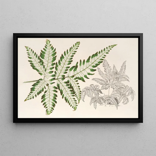 Charles Antoine Lemaire - Pteris argyrea.webp