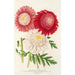 Pyrethrum - Charles Antoine Lemaire — weergave van het kunstwerk