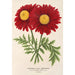 Reproductie van het schilderij Pyrethrum Souvenir de Vandervinnen - Charles Antoine Lemaire