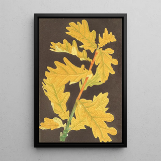 Charles Antoine Lemaire - Quercus Robur var Concordia.webp