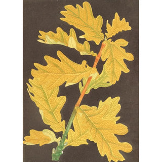 Charles Antoine Lemaire - Quercus Robur var Concordia.webp