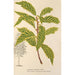 Quercus striata - Charles Antoine Lemaire — weergave van het kunstwerk