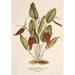 Reproductie van het schilderij Restrepia antennifera - Charles Antoine Lemaire