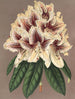 Rhododendron Archiduc Albert hybride - Charles Antoine Lemaire — weergave van het kunstwerk