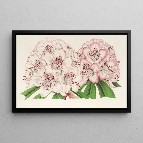 Charles Antoine Lemaire - Rhododendrum Bijou de Gand hybride.webp