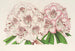 Rhododendron Bijou de Gand hybride - Charles Antoine Lemaire — weergave van het kunstwerk